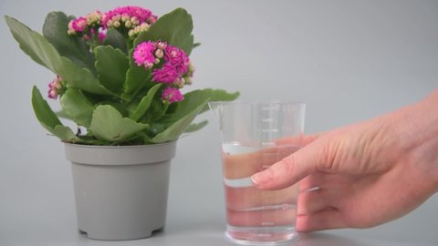 The concept of timely plant care. Blooming Kalanchoe stands in the frame. A woman's hand puts an alarm clock next to him first, then a container with liquid is added