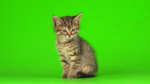 Little gray kitten kitty plays on a green screen background.