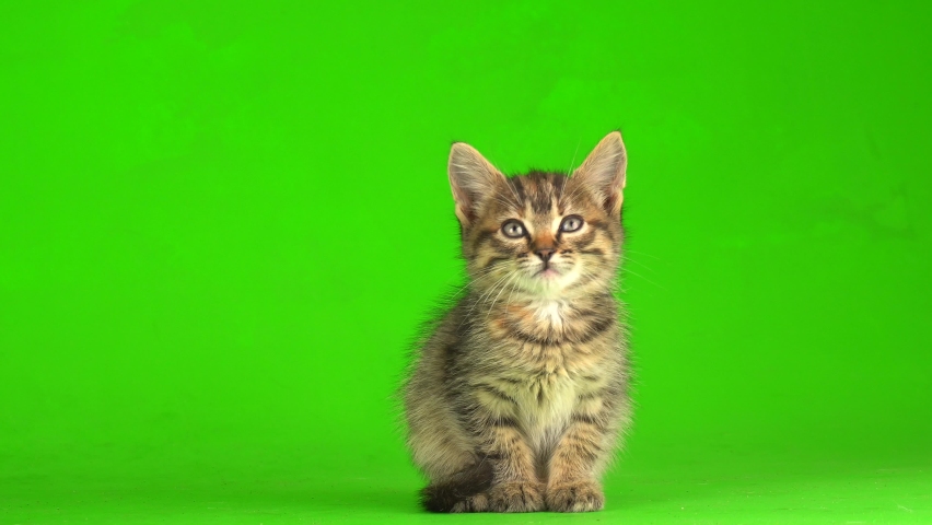 Little gray kitten kitty plays on a green screen background. Royalty-Free Stock Footage #1067537981