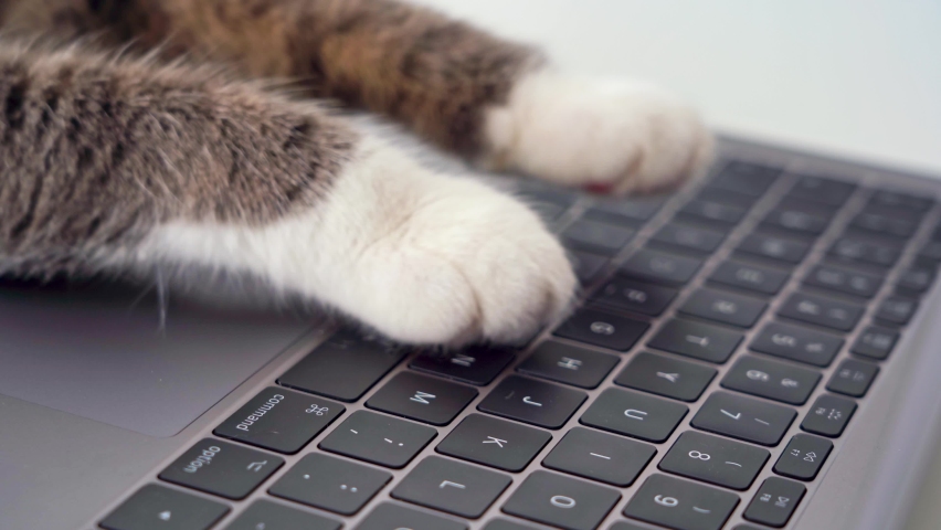 Cat working on computer from home. Funny video with cat paws typing, texting or pressing buttons on a laptop keyboard and using touchpad