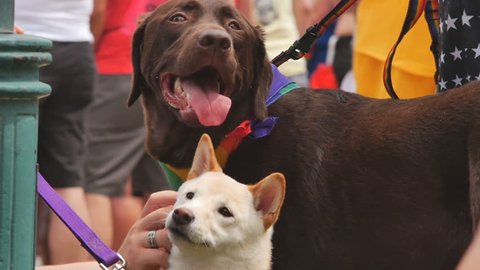 A large chocolate lab and a small white dog wear rainbow bandannas at a gay pride parade. Circa Denver, Colorado June 2015.