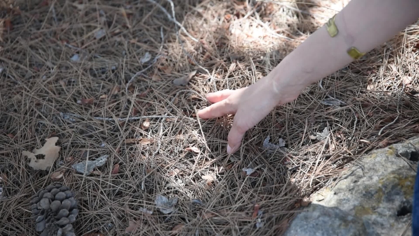 A woman caresses the leaves of a forest. A woman runs her hand through the blanket of leaves in a forest. A ray of sunlight illuminating the floor of a forest 