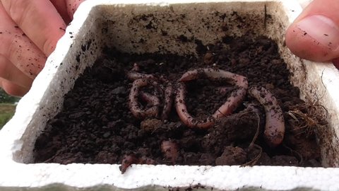 Worms Earthworms Night Crawlers in Dirt Box - Fishing Bait - Hands Picking Up