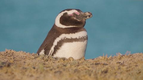 Pretty Magellanic Penguin relaxing and resting on edge of cliff, lighting in sunlight. Beautiful blue ocean in background.