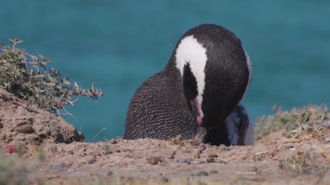 Close up shot of Magellanic Penguin cleaning himself during beautiful weather outside in nature. Slow motion footage with blue ocean in background.