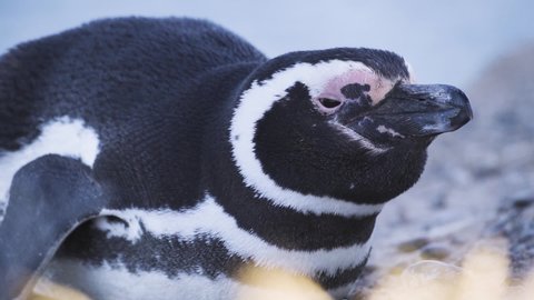 Macro close up shot of resting Magellanic Penguin during sunny day in nature. Slow motion shot of wild creature.