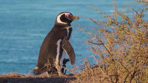 Magellanic Penguin In Nature Reserve On A Sunny Day - static shot