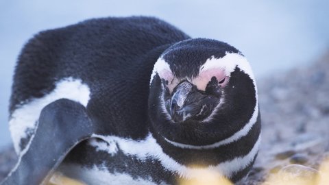 Macro shot of wild black and white penguin sleeping with closed eyes during day outdoors in nature.Beautiful Magellanic species living in Argentina,South America.