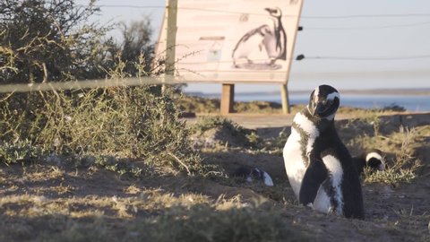 Magellanic penguin posing next to a poster with penguin drawing - Slowmotion
