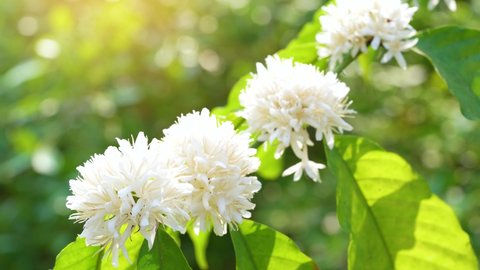 White Coffee blossom on green nature bokeh, Coffee tree in Organic Farm with white Coffee blossom flower.
