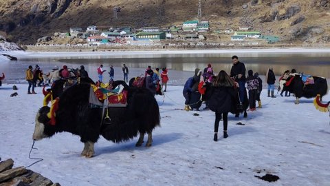 East Sikkim, Sikkim, India, January 26: People and Yak at the frozen glacial Lake Tsomgo or Changu lake of East Sikkim on January 26, 2021 in East Sikkim, India
