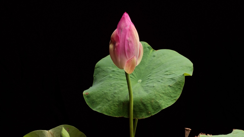 4K time Lapse footage of blooming pink lotus flower from bud to full blossom with green leaves isolated on black background, close up b roll shot side view. Royalty-Free Stock Footage #1067552933