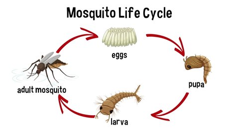 Animation of original illustration of the life cycle of a mosquito