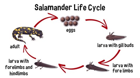Animation of original illustration of the life cycle of a salamander