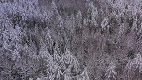 Winter forest snow pine trees landscape drone shooting 4K video