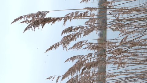 Close up on the pampas grass and reeds that moves with the wind. Lake deliberately blurred in the background. Selective focus. Vertical format video.