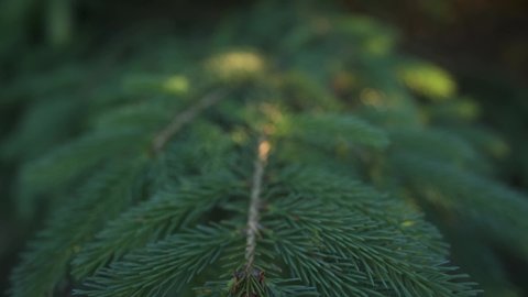 Closeup Of Beautiful Conifer Tree In Northern Boreal Forest, Backlit By Setting Sun