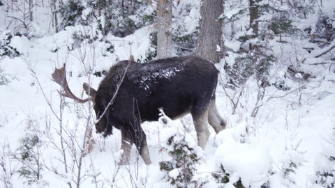 Wild Bull Moose With Large Antlers Eating In A Winter Landscape, Wildlife In Natural Habitat