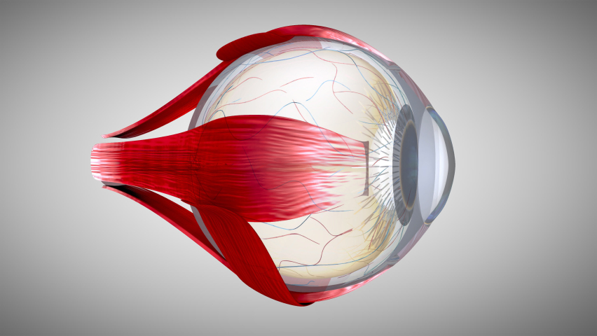 4K 3D Eye anatomy concept Royalty-Free Stock Footage #1067567300