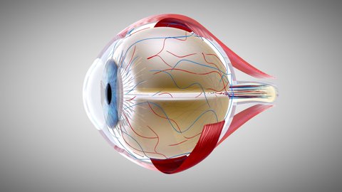 4K 3D Eye anatomy concept