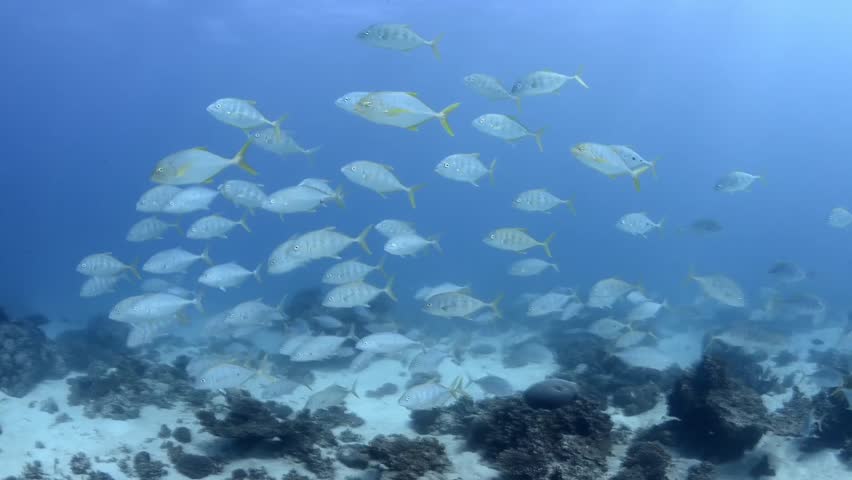 Juvenile adult golden trevally schooling in beautiful clear water | Shutterstock HD Video #10675712