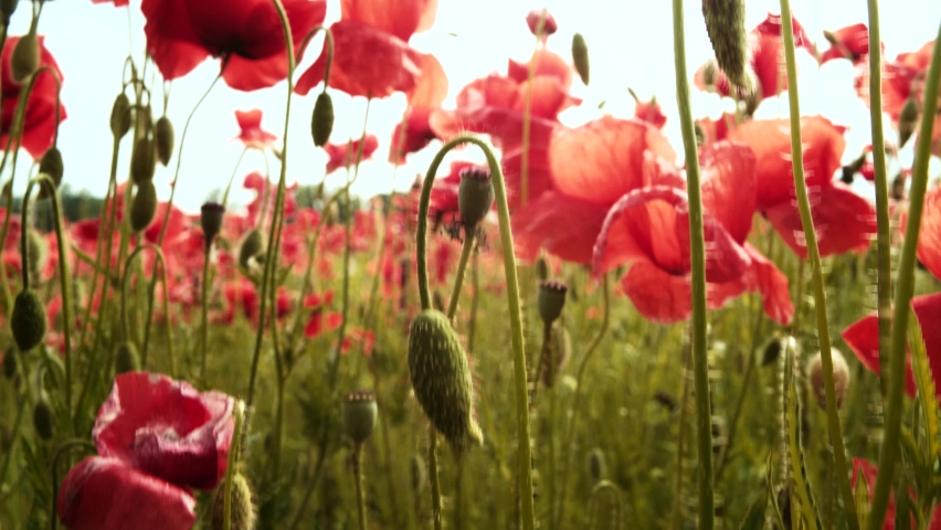 Anzac day. First World War. The remembrance poppy. Poppy-field against sunlight. Memorial Day in New Zealand, Australia, Canada and Great Britain Royalty-Free Stock Footage #1067574149