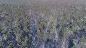 Coniferous forest covered with snow on a beautiful winter day. Video from the drone.