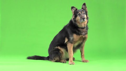 A beautiful, dignified German Shepherd Dog is lying, sitting against the background of a green screen. Sweet pooch, he looks at something, watches, moves his head. It is ideal for advertising products