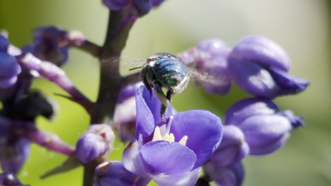 Euglossini bee, or Orchid bee, collecting pollen on a Delphinium Guardian Flower. Slow motion Macro shot. Soft focus green background with other plants. Florianópolis, Santa Catarina, Brazil