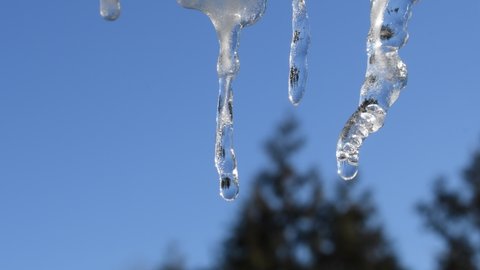 beautiful large icicles. the icicles are melting. Many beautiful icicles melt on the edge of the roof at the end of winter and water drops are fall down on clear blue sky background.