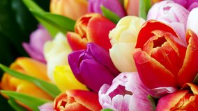 Colorful bouquet of tulips in 4K VIDEO. Spring tulip flowers. Background for Easter, Valentine's Day, Woman's Day and Mother's Day.