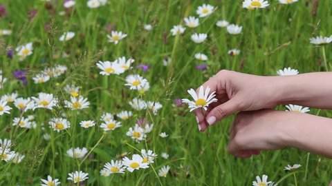 Closeup view stock video footage of two manicured female hands holding white field flower