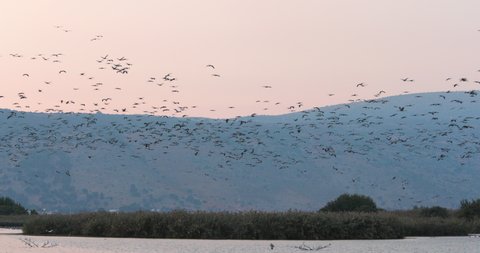 swarm of migratory birds is flying over a lake in front of fields and hills in autumn, beautiful nature of Israel in Middle East.