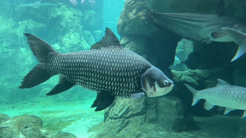 The Siamese giant carp (Catlocarpio siamensis) is the largest species of cyprinid in the world. These migratory fish are found only in the Mae Klong, Mekong, and Chao Phraya River basins in Indochina. Royalty-Free Stock Footage #1067583689