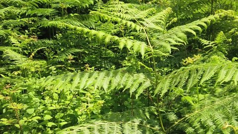 SLOW MOTION: Green forest e of ferns in Italy. Sun lit bracken forest grove background for meditative concept. Fern growing in the woods. Green nature. Fresh, green fern fronds Close up in summer.