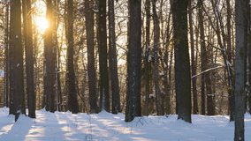 Sunset in snowy forest. Sun setting under horizon and shining through trees in winter. Time lapse video