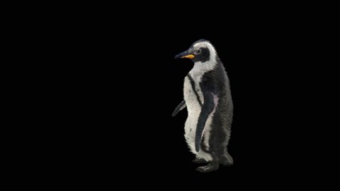 penguin Dancing CG fur 3d rendering animal realistic CGI VFX Animation  Loop alpha dance composition 3d mapping, Included in the end of the clip with Alpha matte.