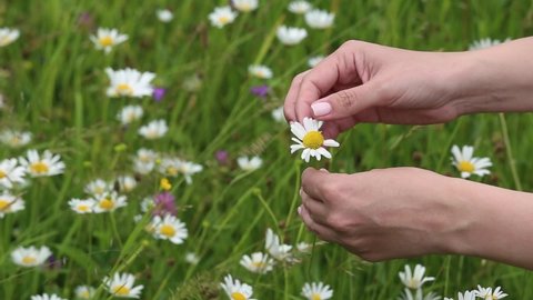Closeup view stock video footage of two manicured female hands holding white field flower