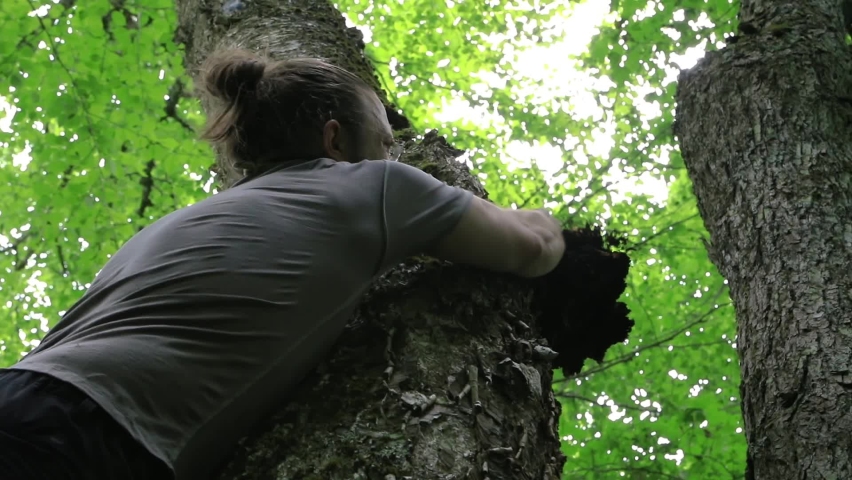View from below of a man on the branch of a yellow birch tree punching a protruding growth of Chaga Mushroom, trying to discard it. Royalty-Free Stock Footage #1067600549