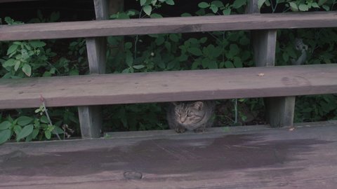 Cat is peeking cute between tribune. The sweet cat is sneaking between steps in the park. A cat hiding behind steps. A cat