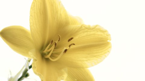Lily flower open. Yellow Day-lily opening bud over white background. Timelapse, extreme close-up of blooming Lilly flower closeup. Time lapse. Isolated On White background. 4K UHD video