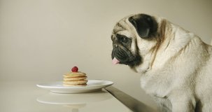 Funny cute pug dog want to steal food from table. Funny pancakes thief. Sniffing, licking pancakes with berries. while the owner is away. Funny dog food concept. Cozy kitchen