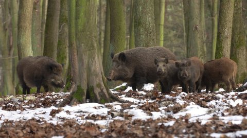 Cute swine sus scrofa family on the trip in dark forest.