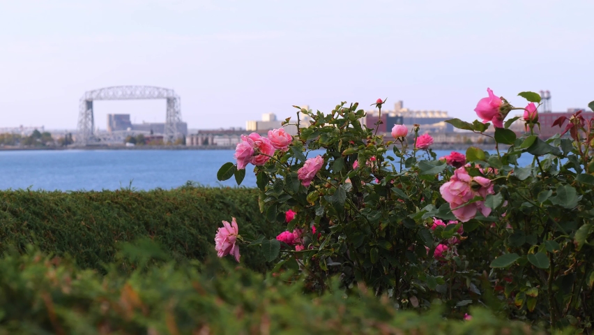 Pink rose blossoms on green bush in focus nearby and the iconic Duluth Minnesota Aerial Lift Bridge and water of Lake Superior out of focus in the distance on a cloudy autumn day. Hand held clip.