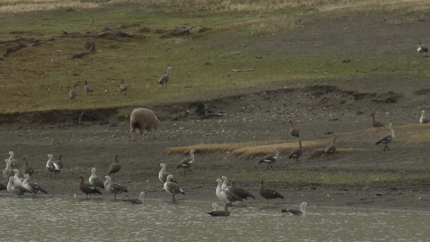 Goose duck and sheep near a lake