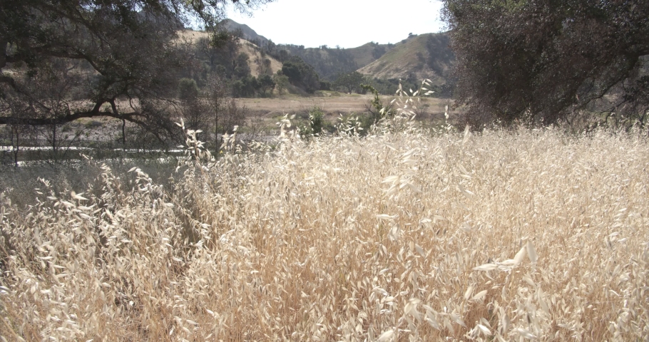 Tall Prairie Grass Blowing in Wind, Slow Motion in Malibu Creek State Park