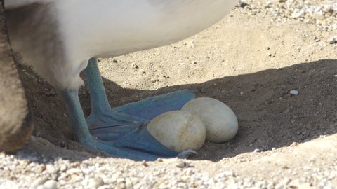 Blue Footed Booby with Rare Two Eggs on Nest Keeping Cool in Shade on San Cristobal Island, Galapagos