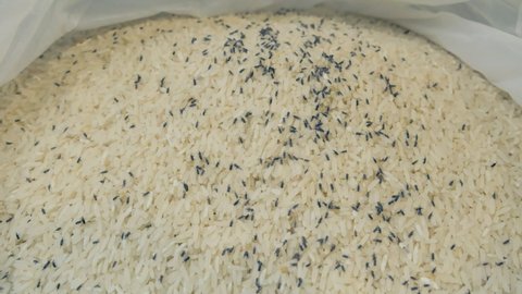 Wide shot. footage of a big group of rice weevils moving and feeding on Thai rice in a bag.