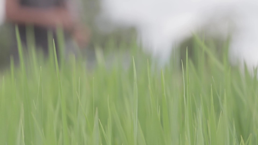 A Guitarist playing Guitar at Paddy Field