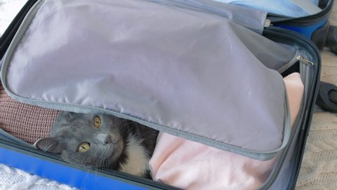 In the blue travel bag there is a gray cat with things. The cat is gently petted, then the things are laid out of the bag and the cat is petted again. The cat looks pleased.